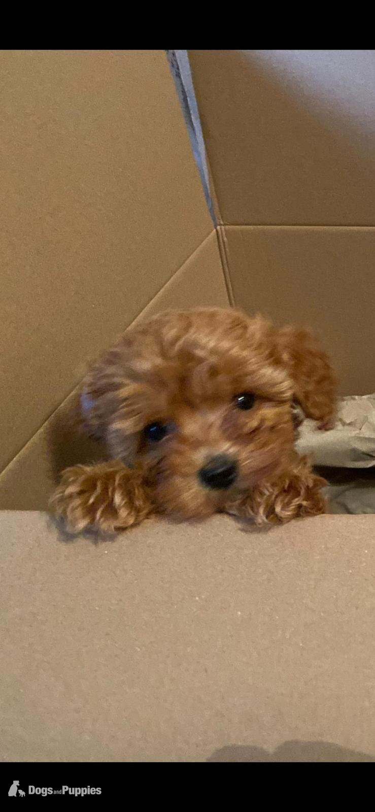 Cavapoo - Asian poodle x cavapoo puppies 