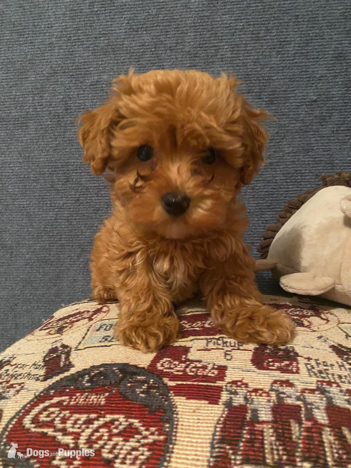 Asian poodle x cavapoo puppies  - Cavapoo