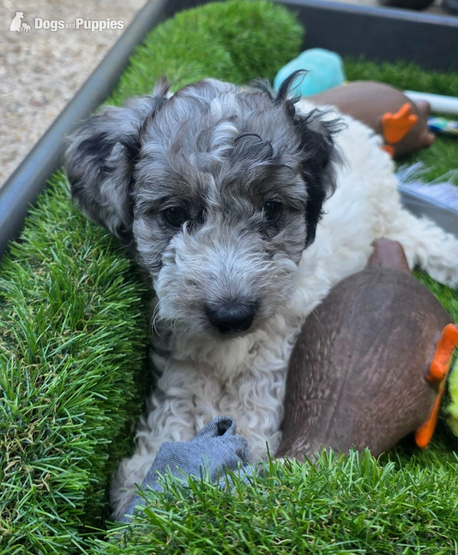 Last female cockapoo  in {LOCATION}