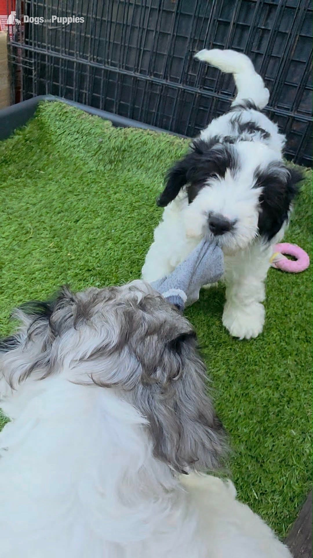 Cockapoo Puppies