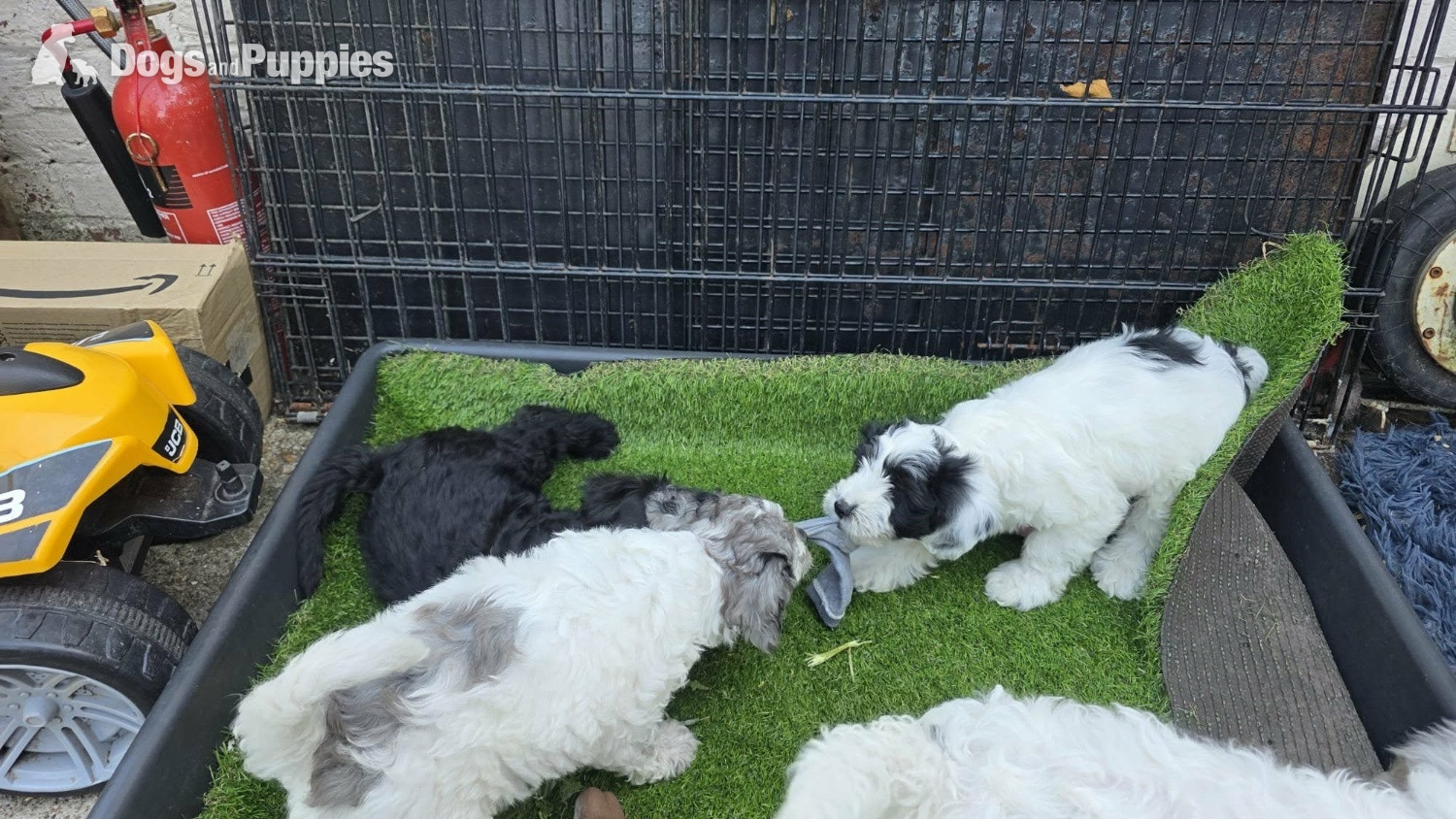 Last female cockapoo  - Cockapoo