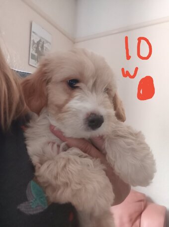 Cockapoo x Jack Russell 2 Girls left