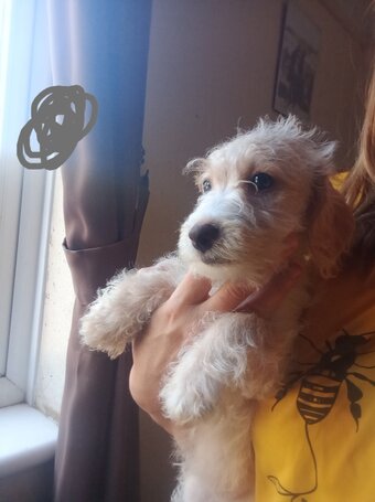 Cockapoo x Jack Russell 2 Girls left