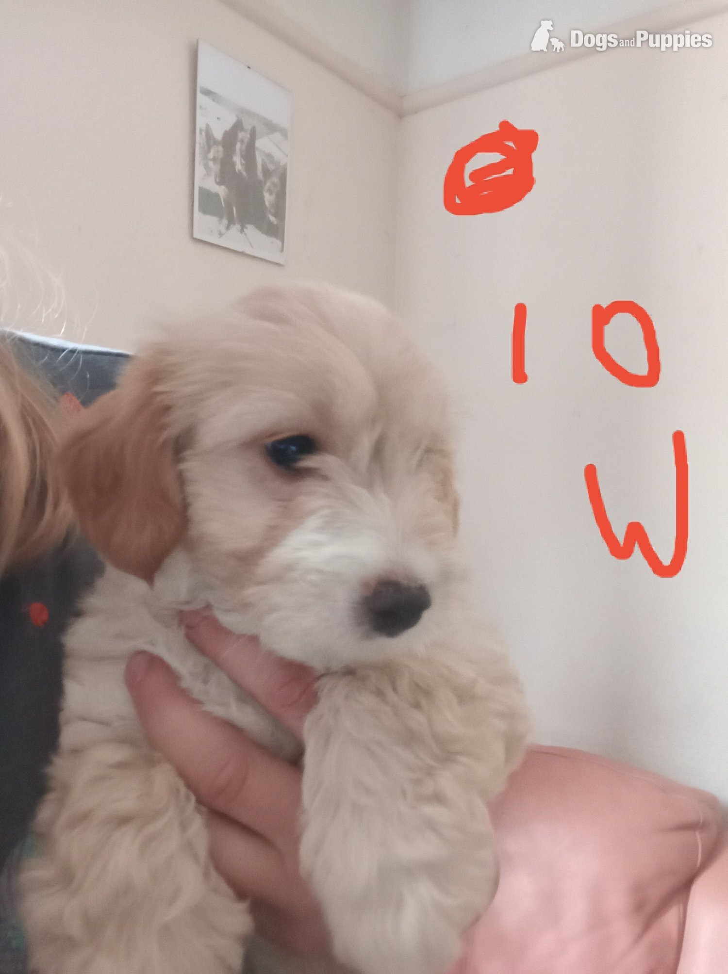 Jackapoo