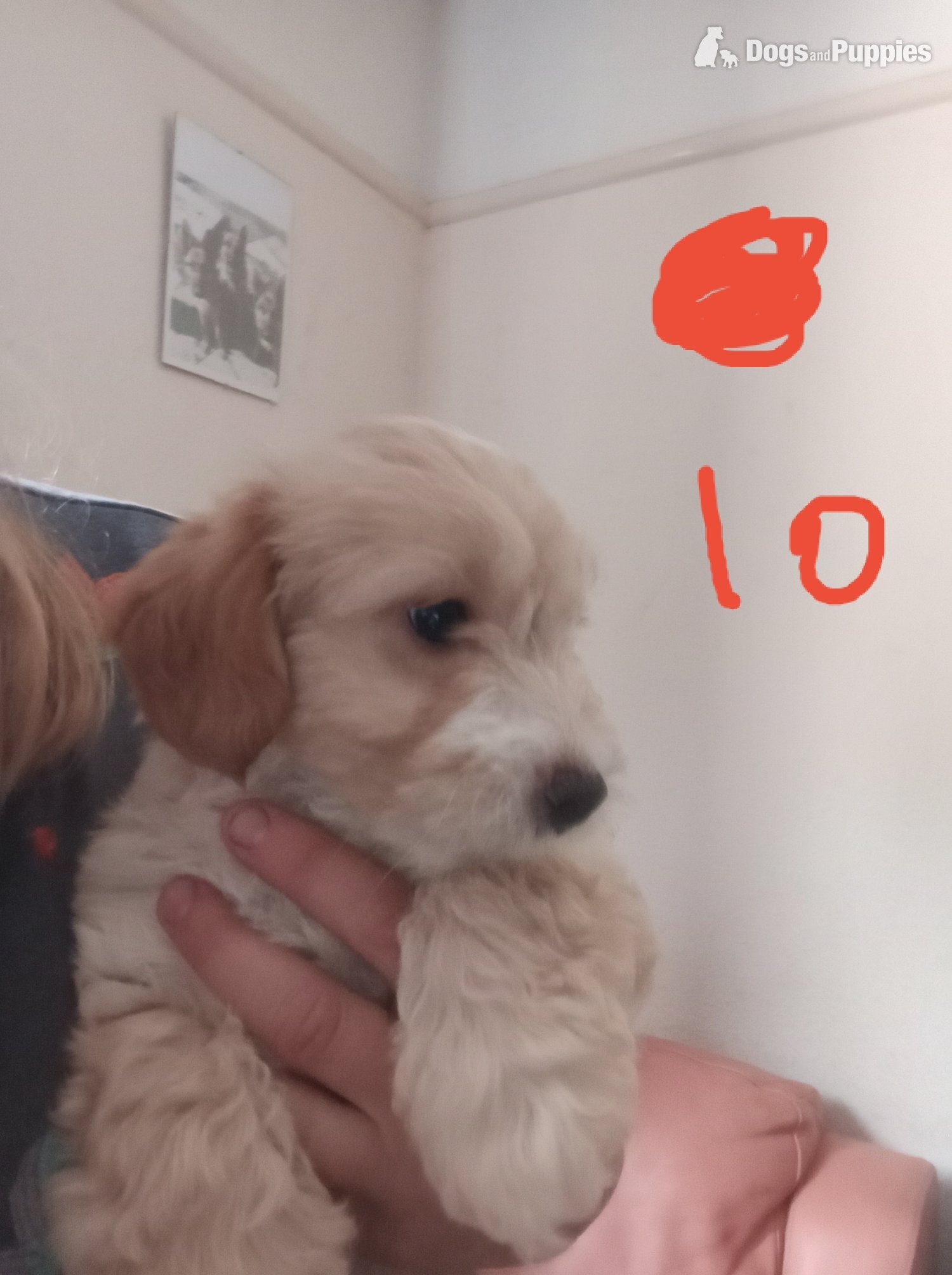 Jackapoo Puppies