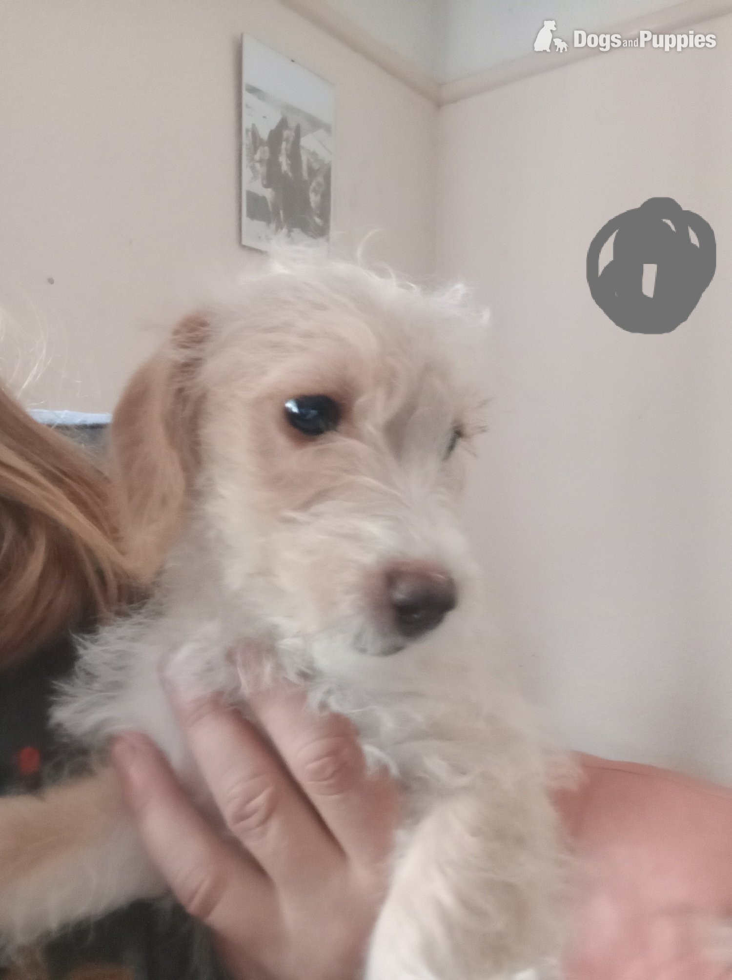 Jackapoo - Cockapoo x Jack Russell 2 Girls left