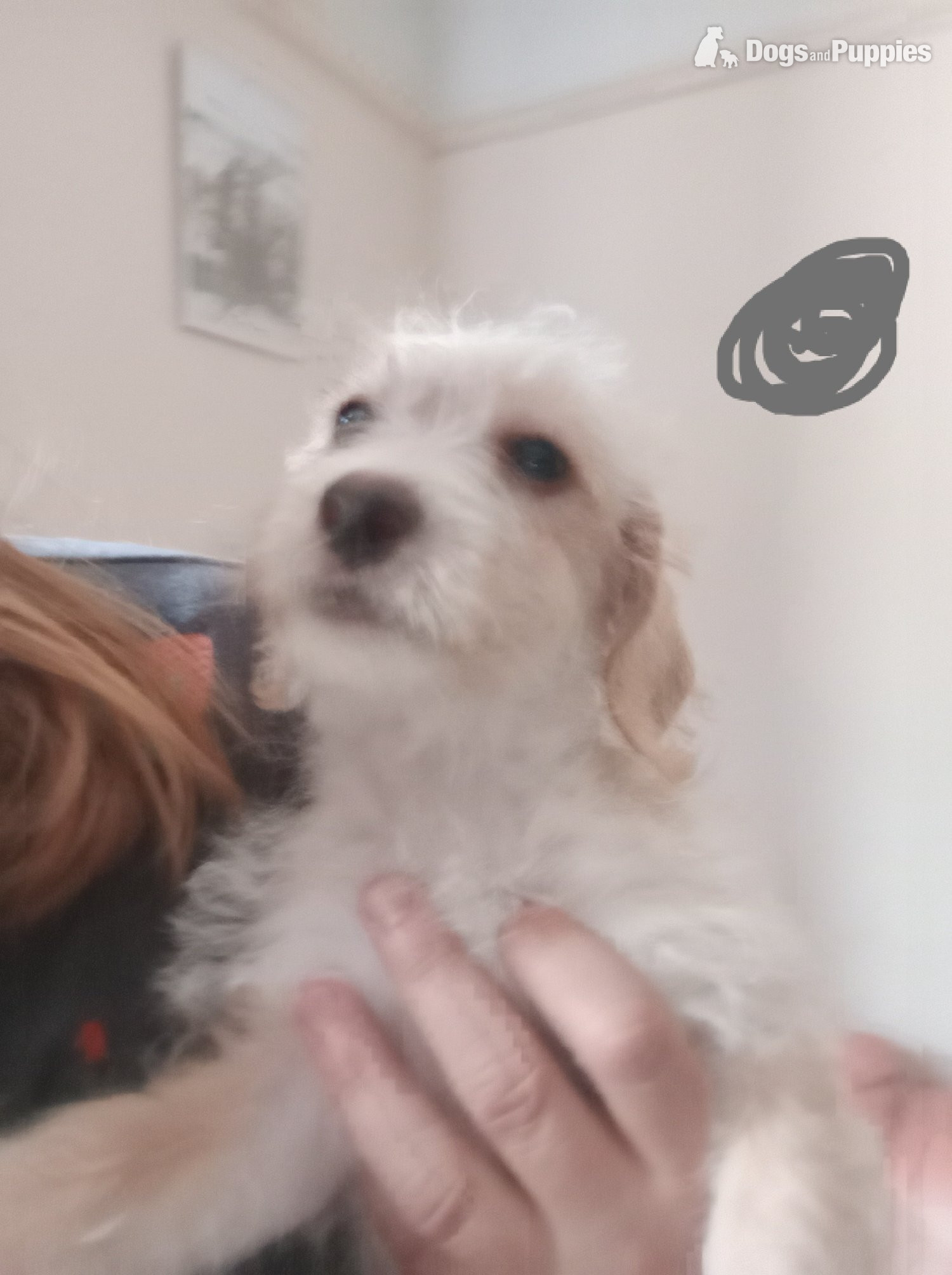 Cockapoo x Jack Russell 2 Girls left - Jackapoo