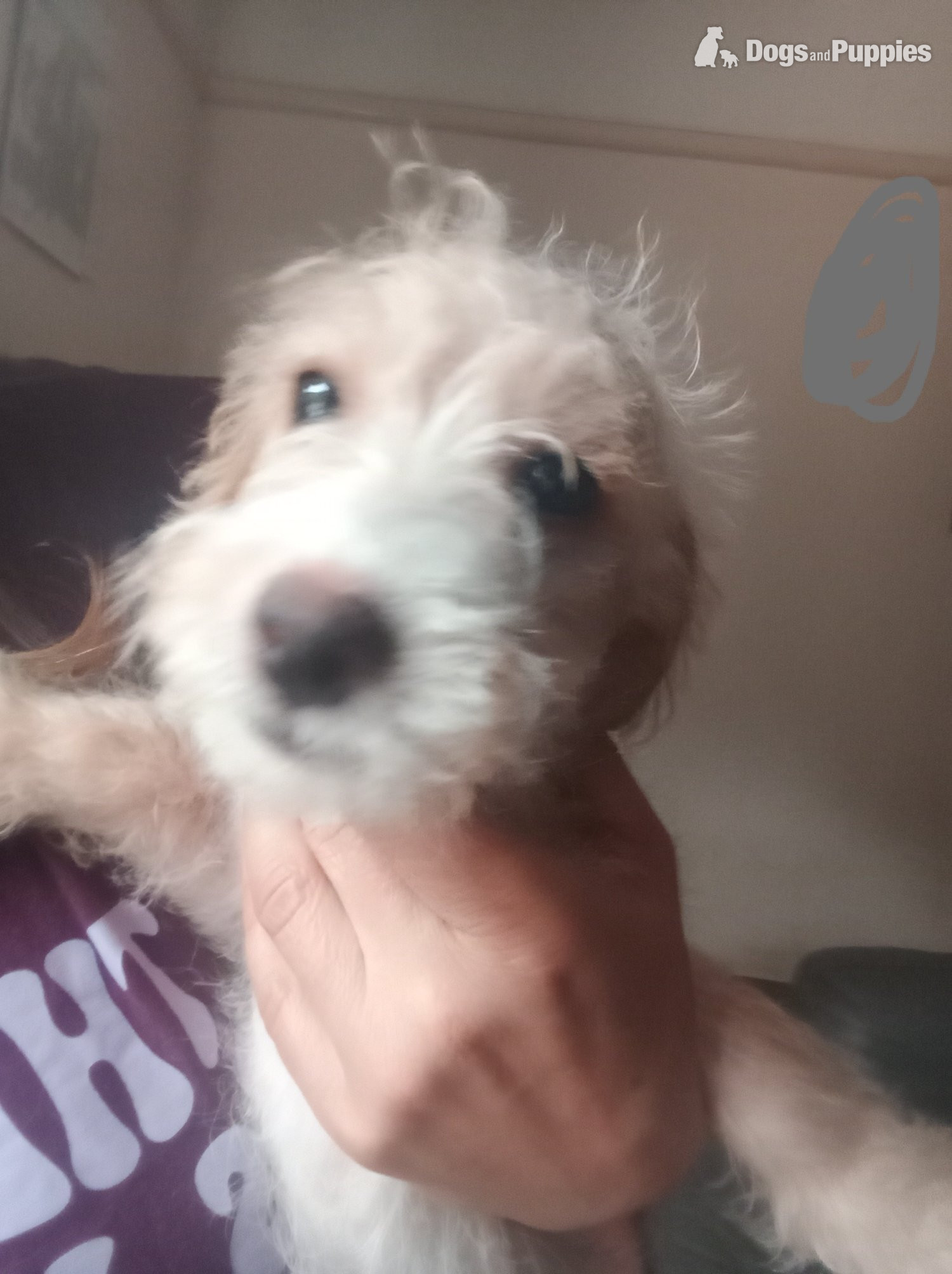 Fully vaccinated Cockapoo x Jack Russell 2 Girls left in {LOCATION}