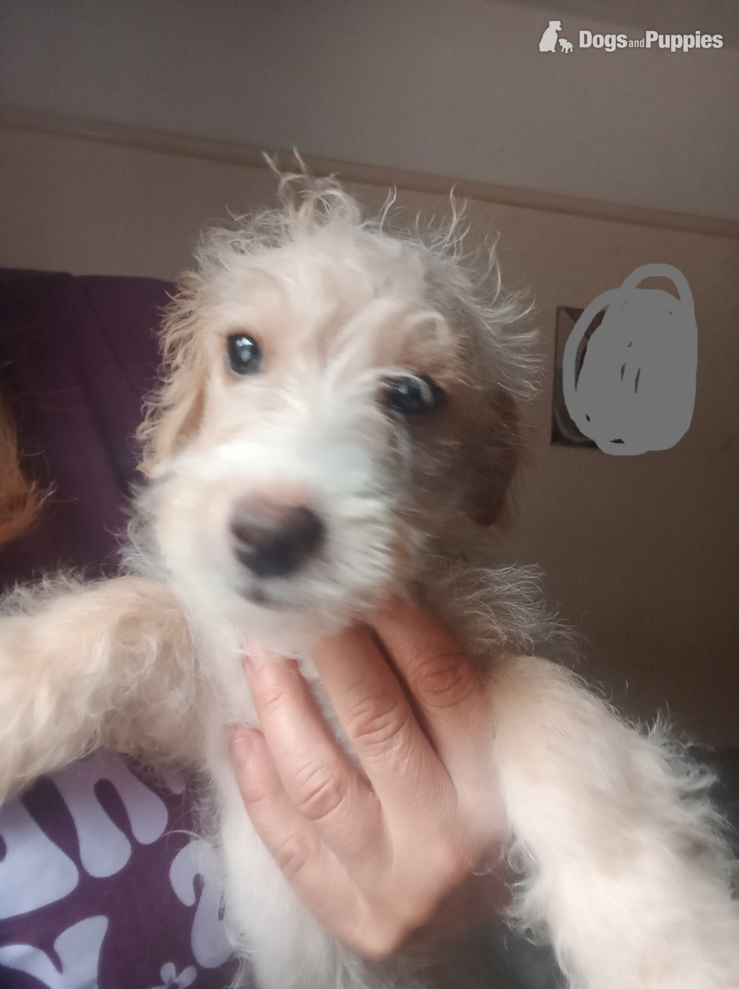 Jackapoo