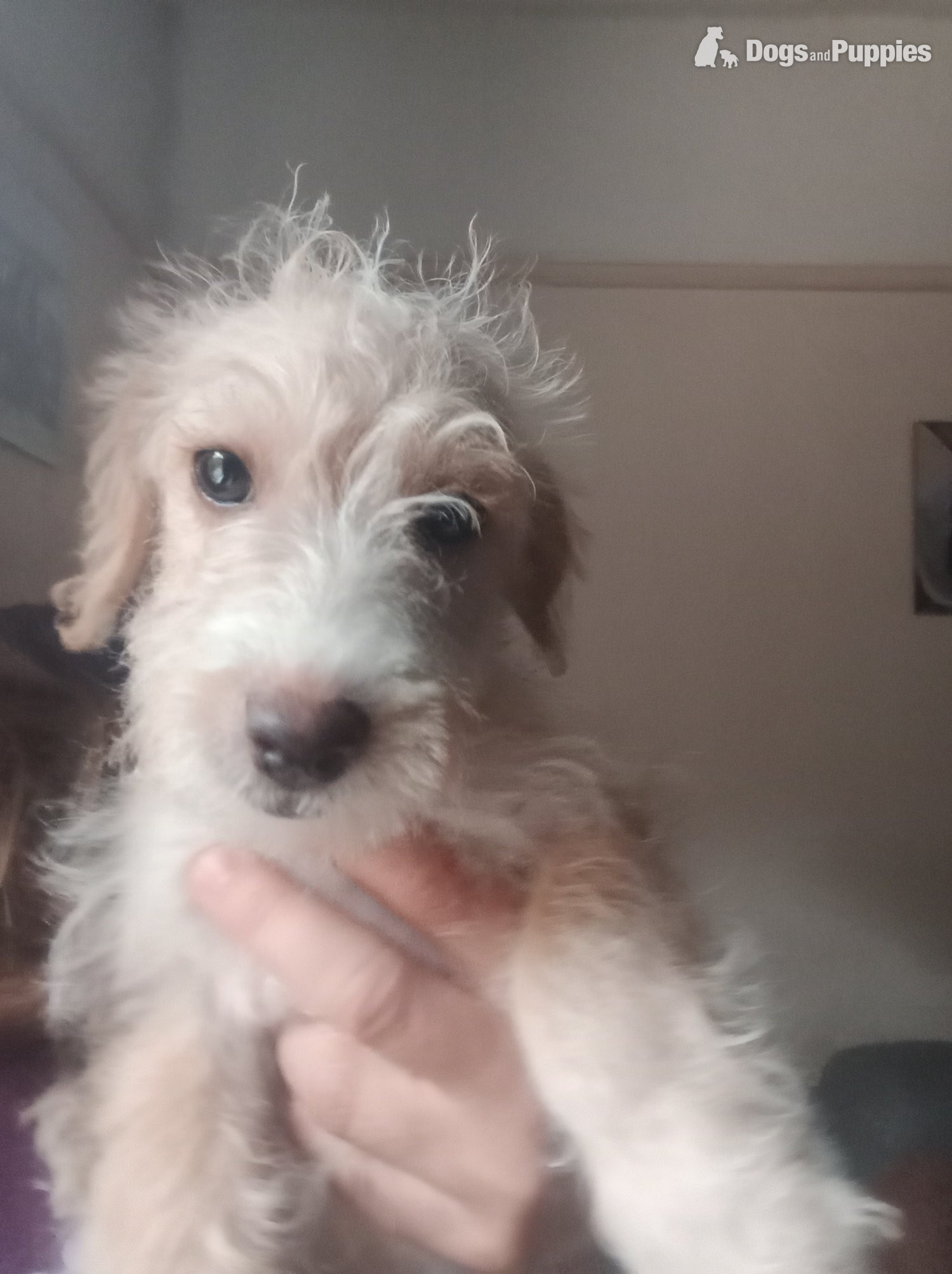 Jackapoo Puppies