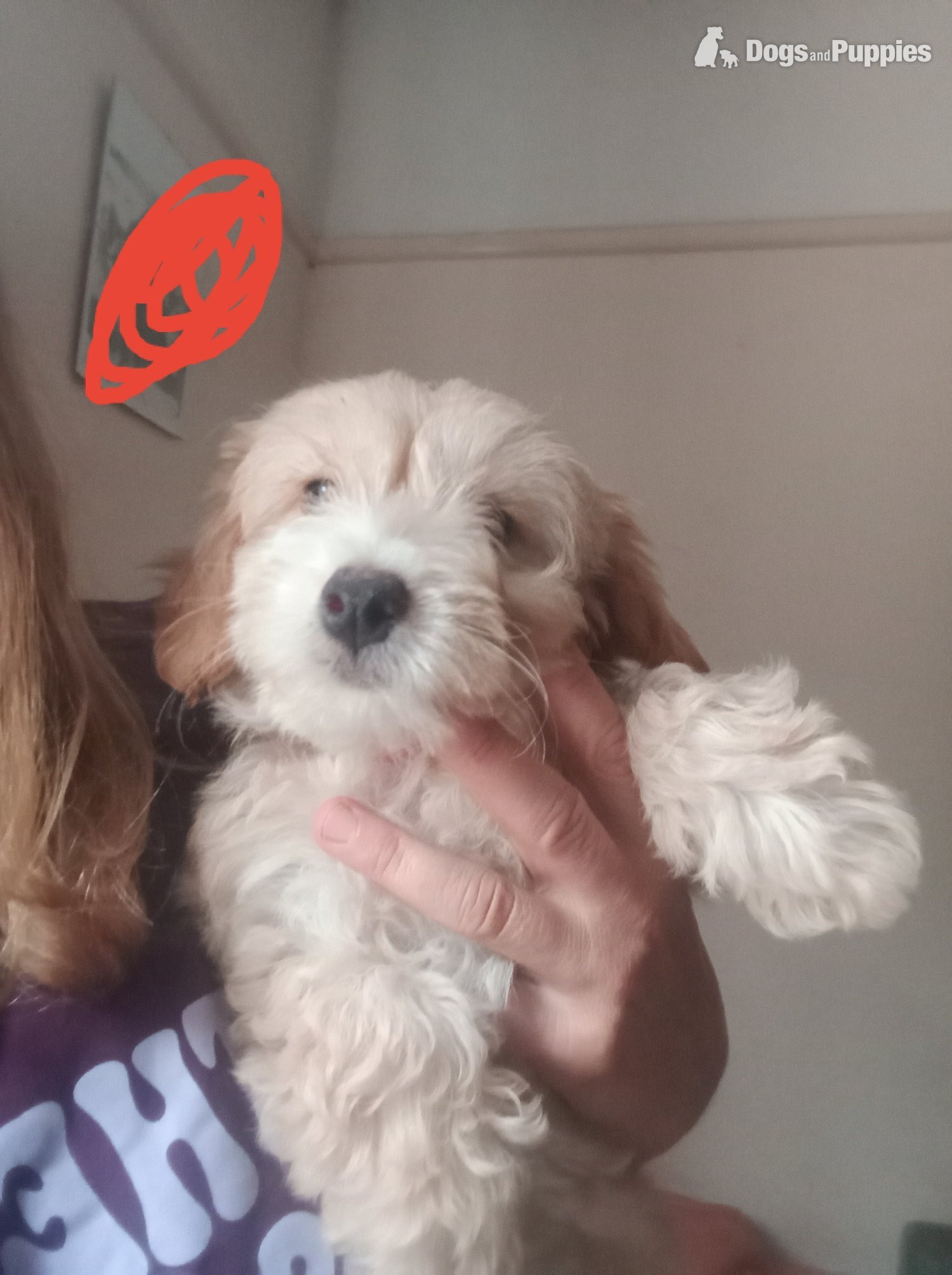 Jackapoo - Fully vaccinated Cockapoo x Jack Russell 2 Girls left