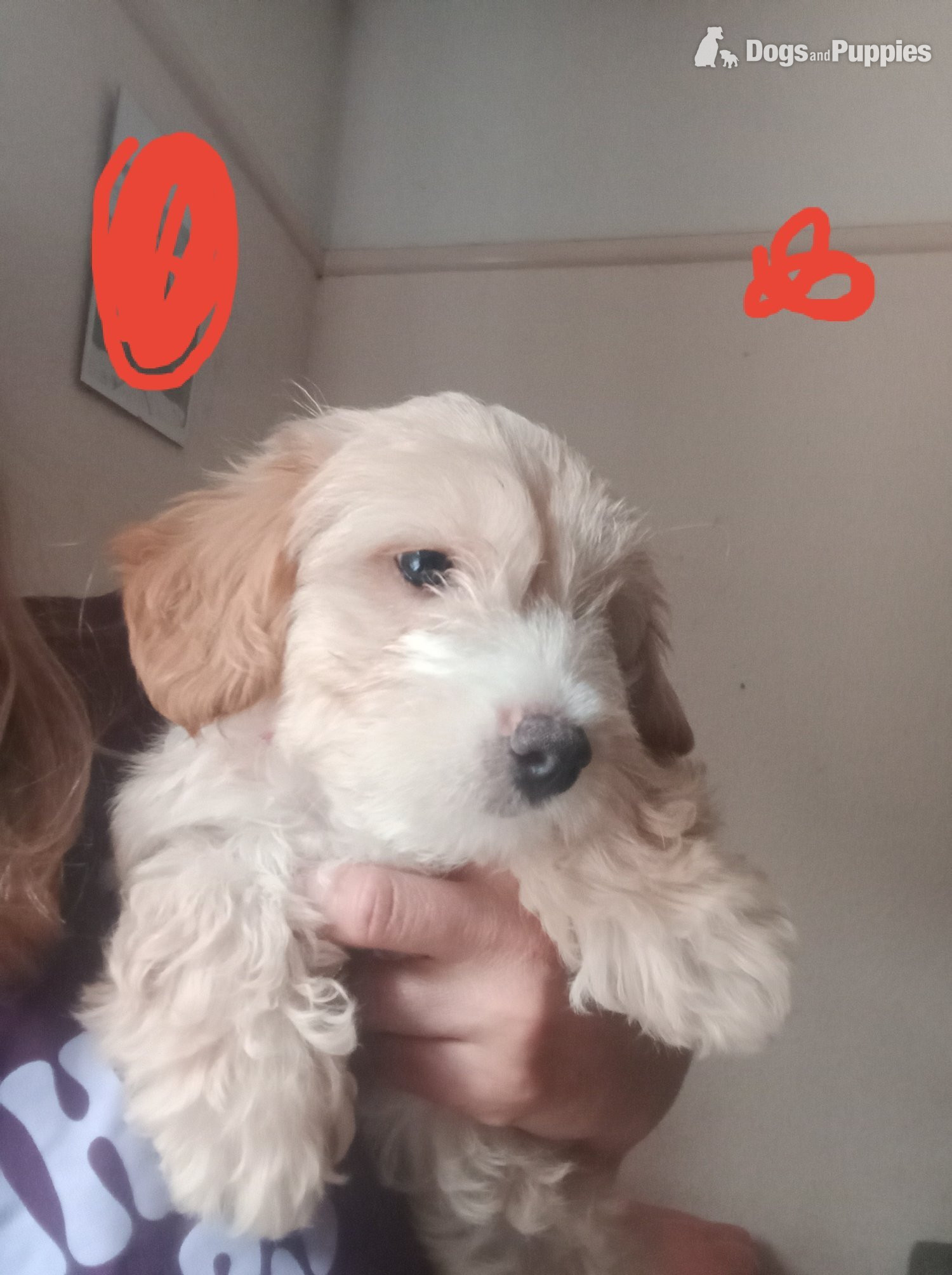 Fully vaccinated Cockapoo x Jack Russell 2 Girls left - Jackapoo