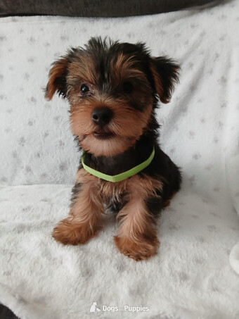 YORKSHIRE TERRIER PUPPIES READY NOW