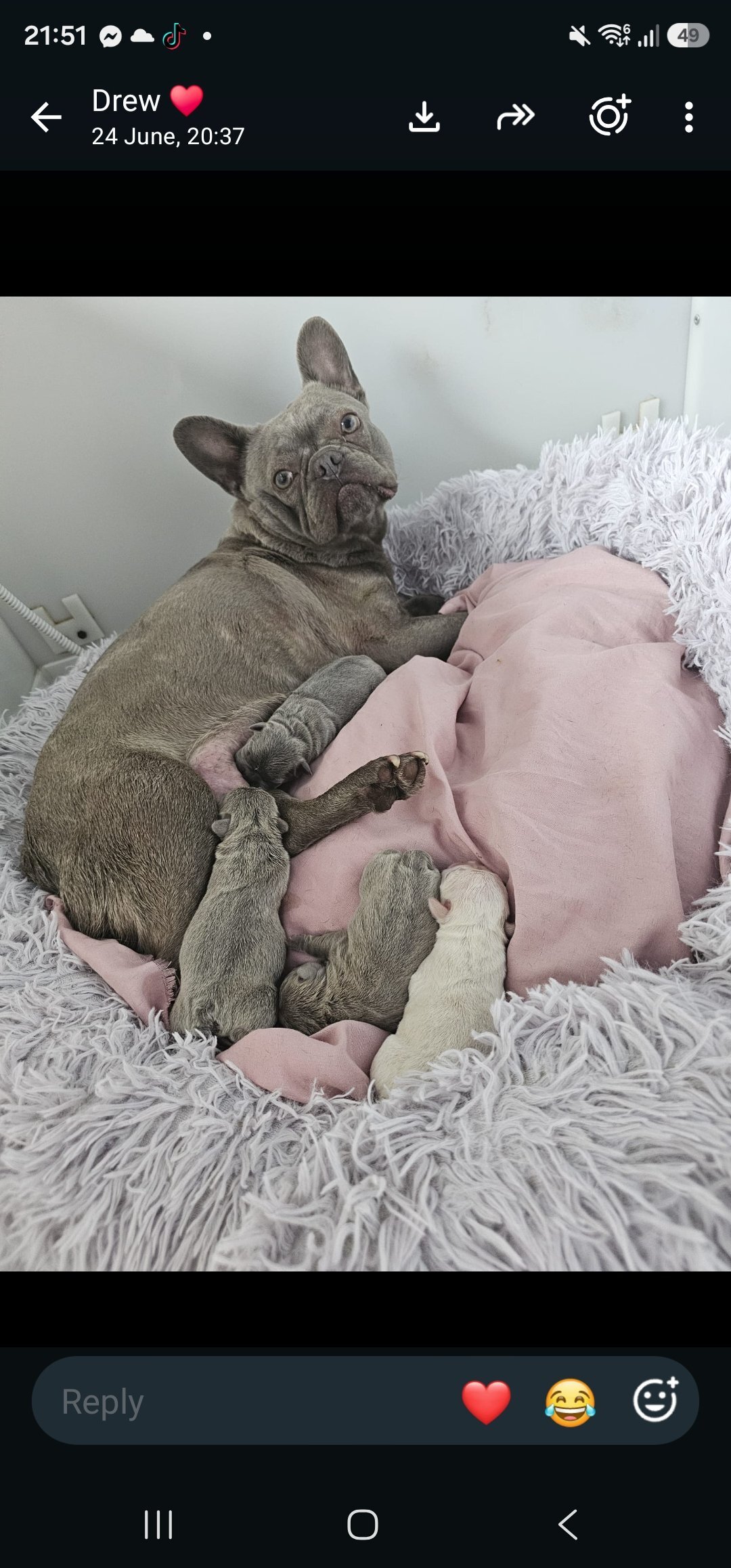 French Bulldog