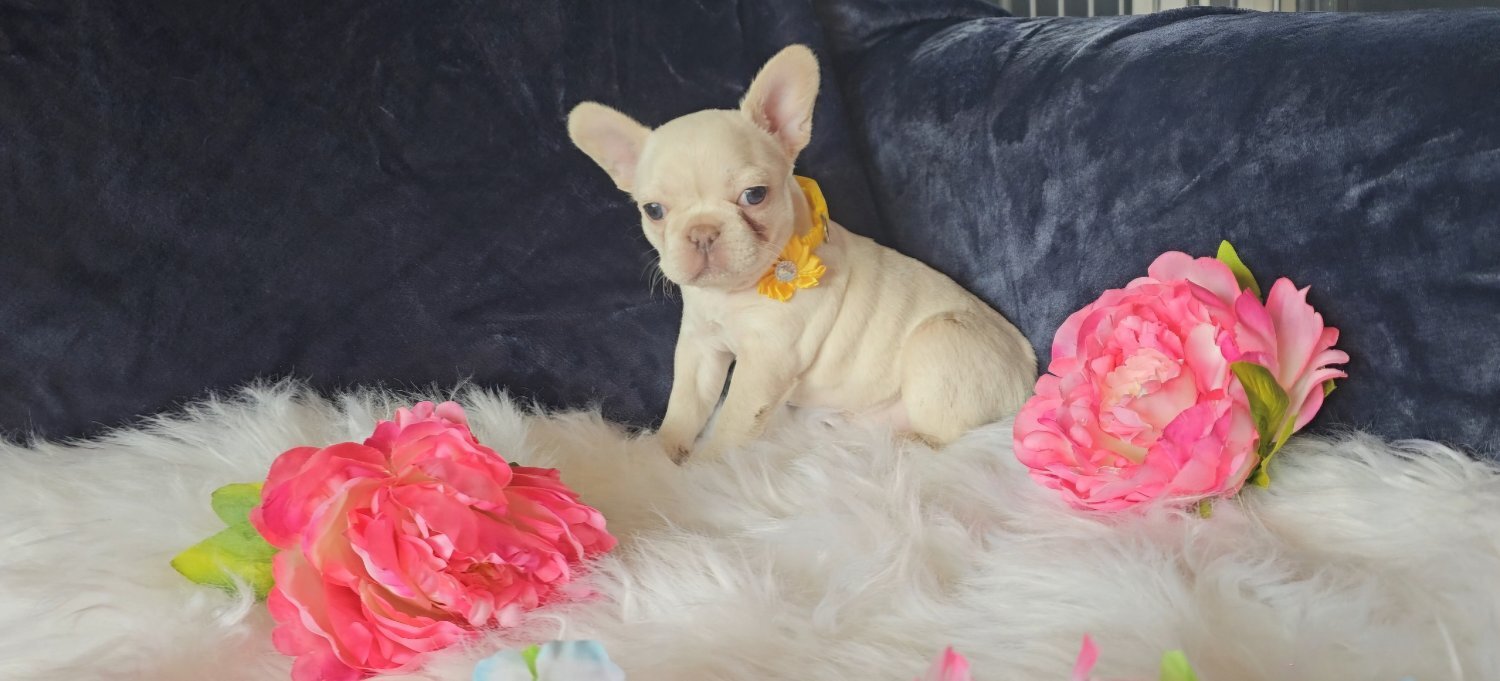 French Bulldog - Stunning true to type French Bulldogs 