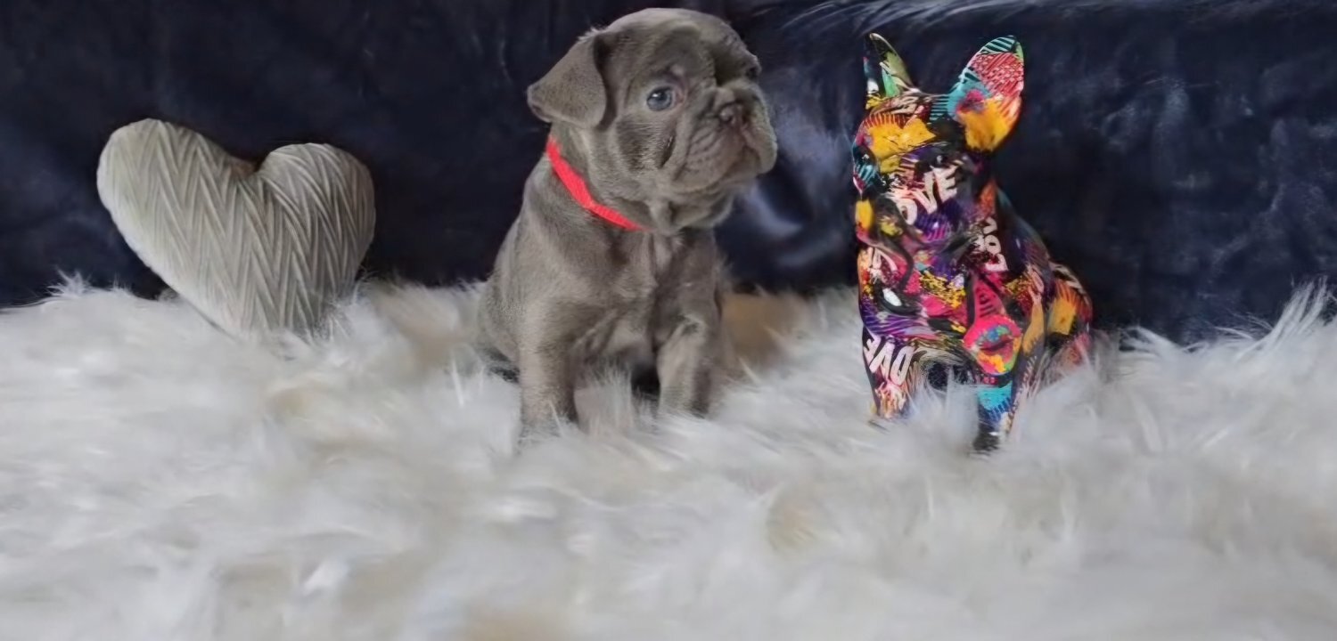Stunning true to type French Bulldogs  - French Bulldog