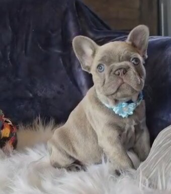 Stunning true to type French Bulldogs 