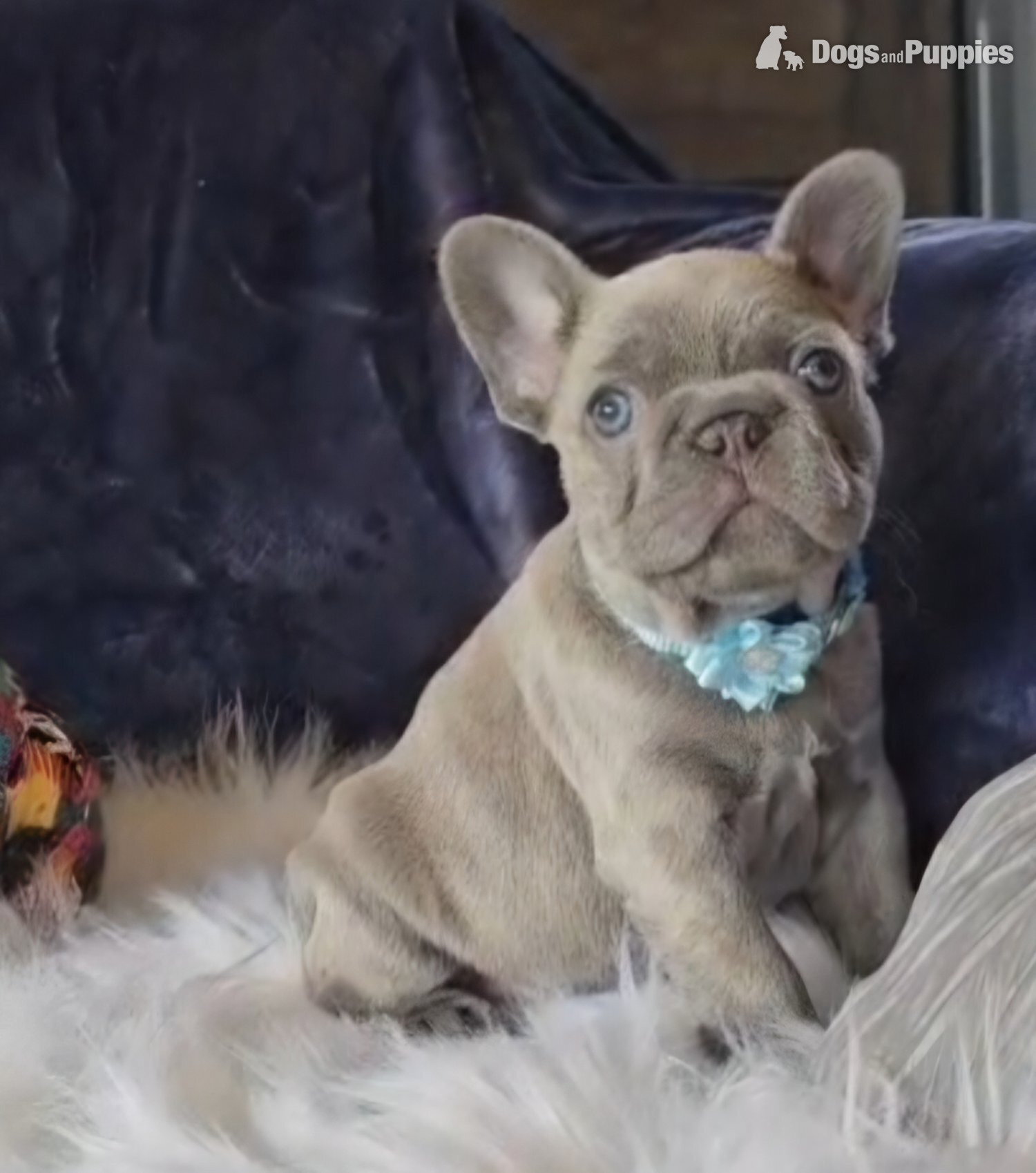 Stunning true to type French Bulldogs  in {LOCATION}