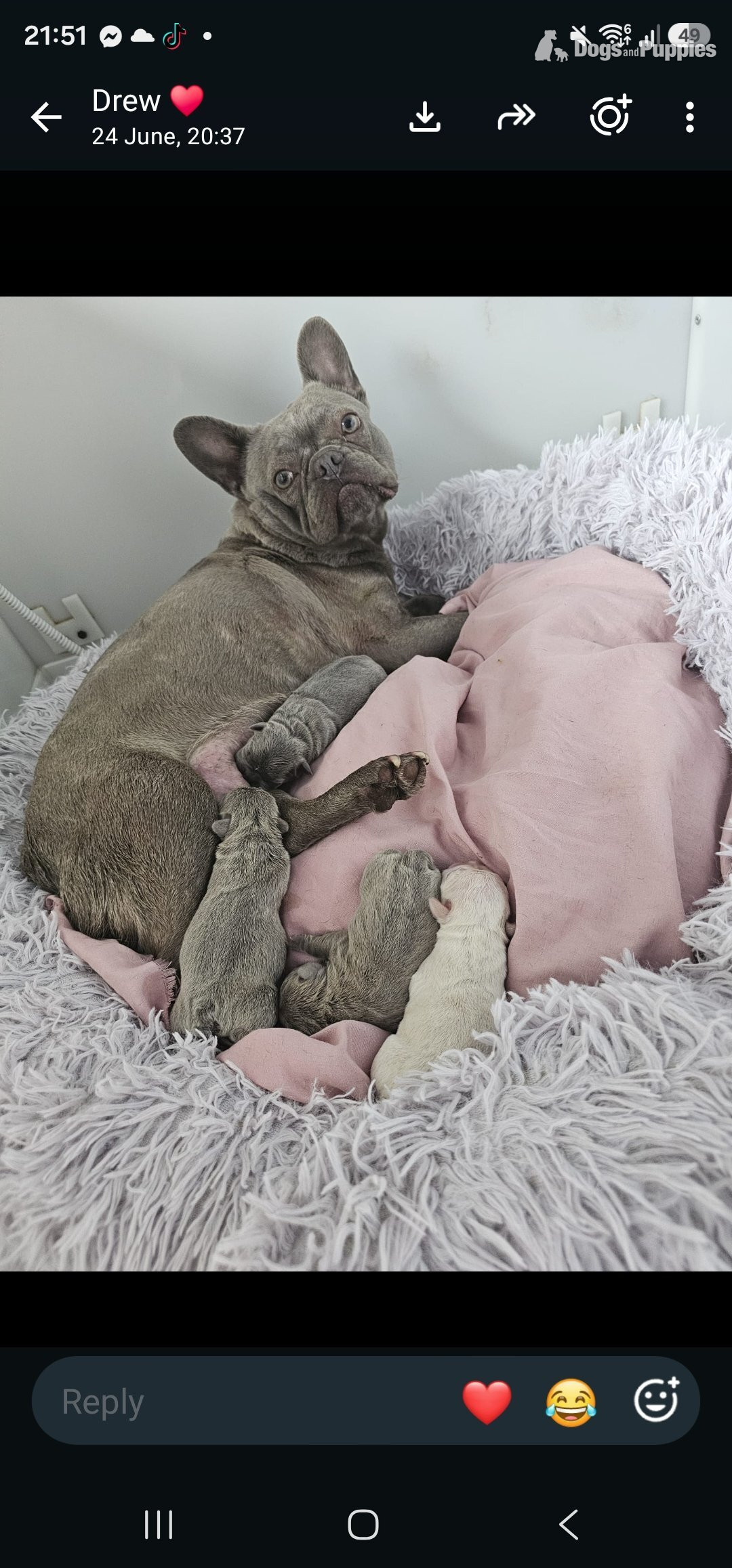 French Bulldog