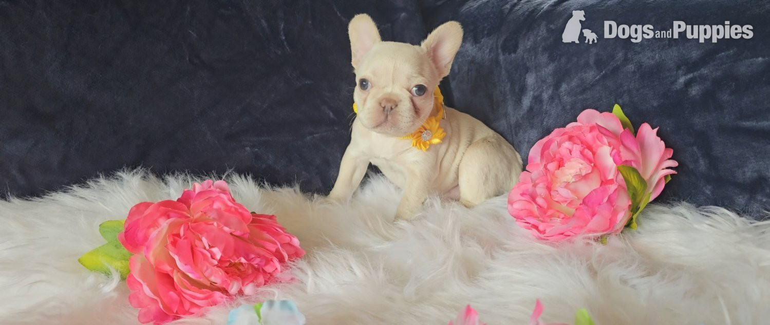 French Bulldog Puppies