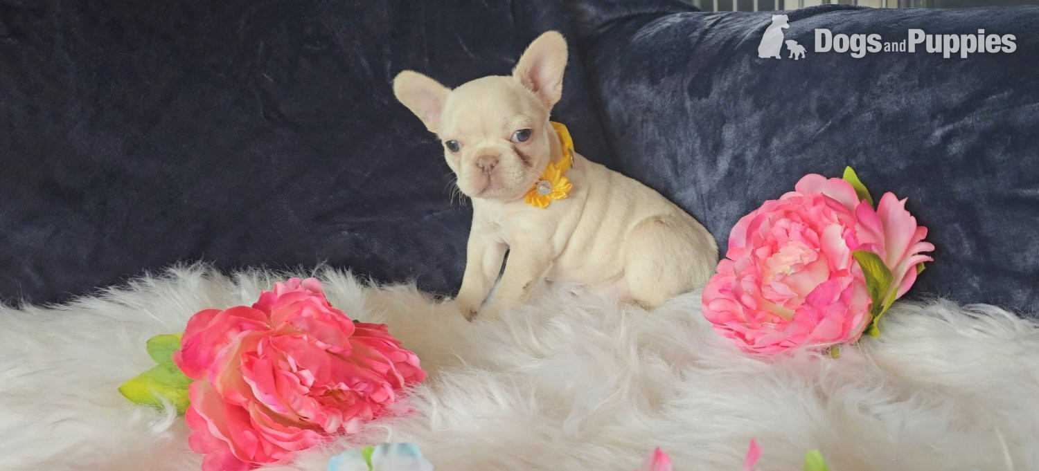French Bulldog - Stunning true to type French Bulldogs 