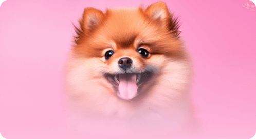 Pomeranian