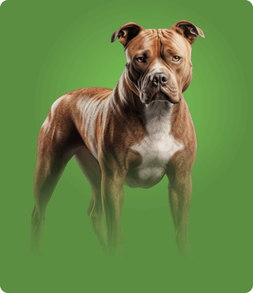 Staffordshire Bull Terrier