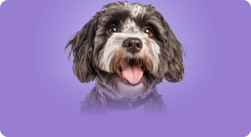 Cockapoo