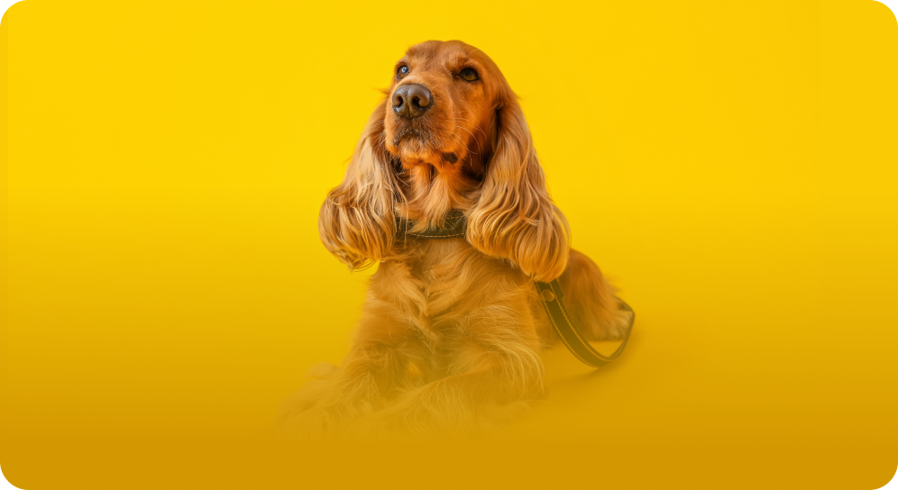 Cocker Spaniels